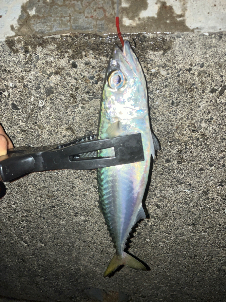 キビナゴが好きなのね…。