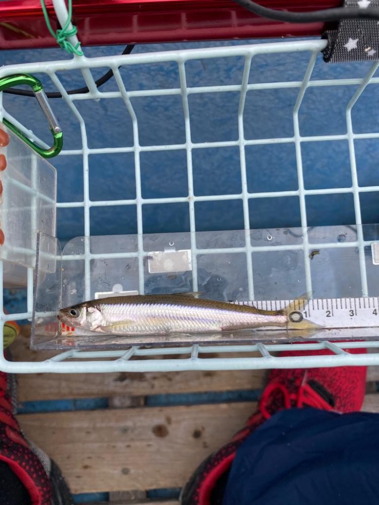 赤城大沼ワカサギ釣り