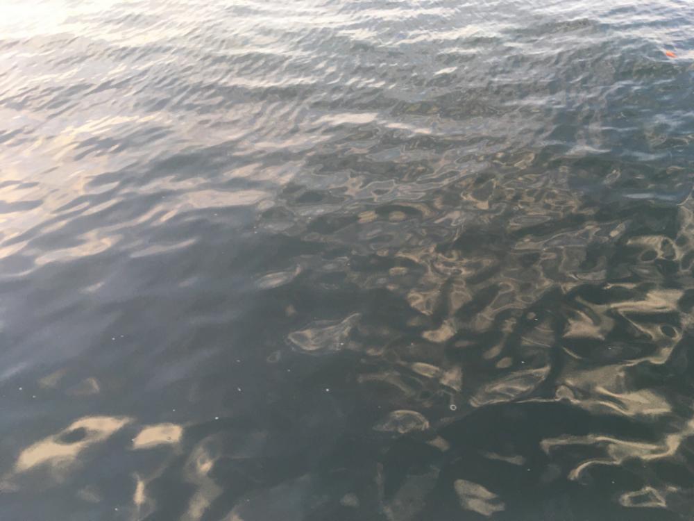 Bs優勝の前祝い