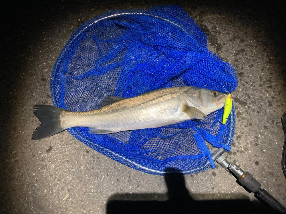 シーバスフィッシング