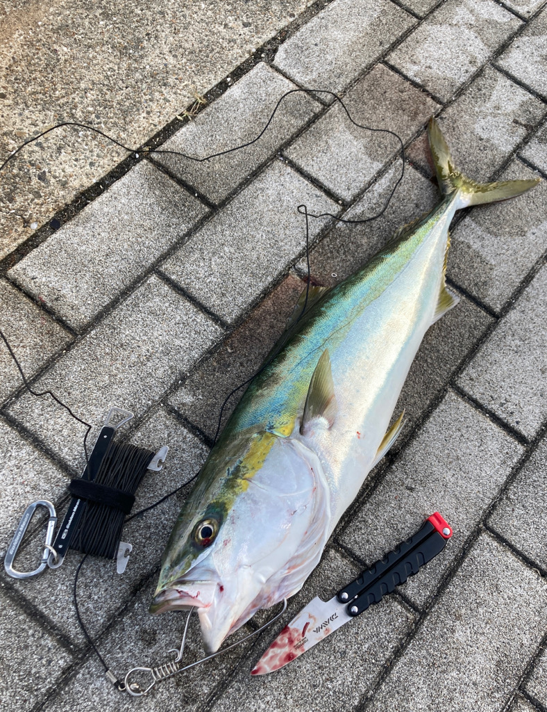 湾奥コスモ激混み。メジロ64センチ。。