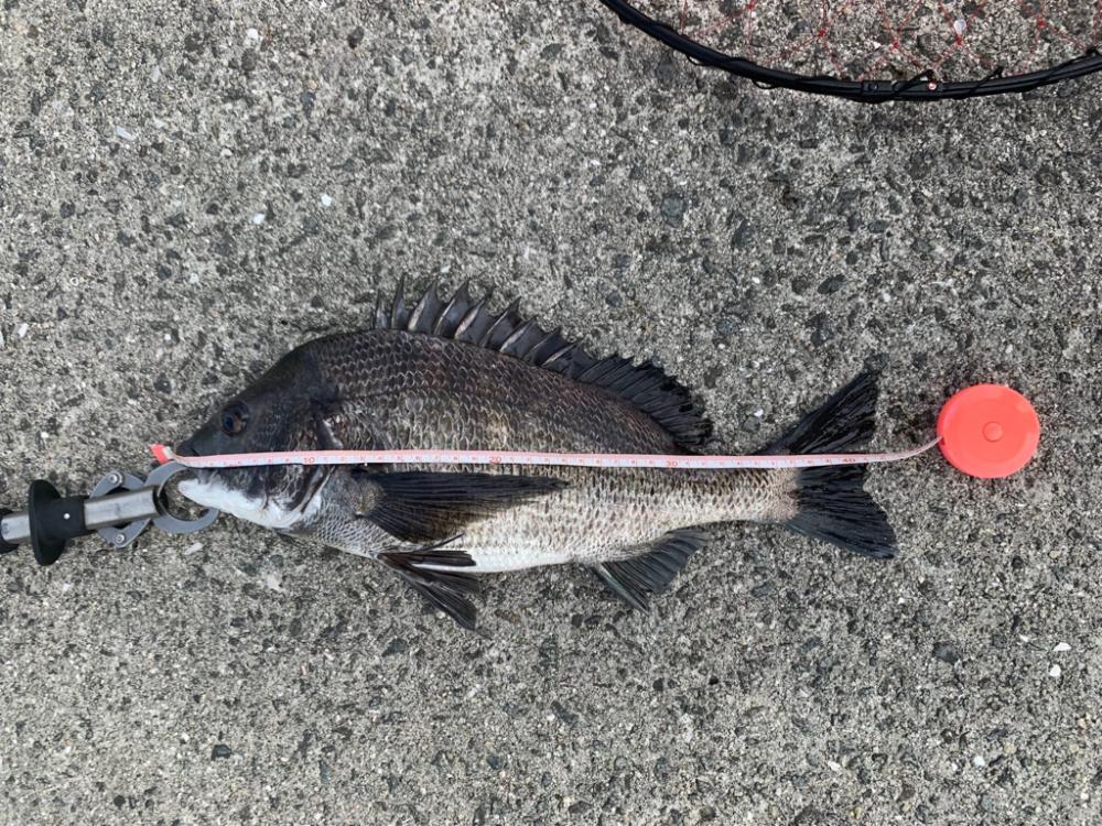 夜釣りのつもりが。