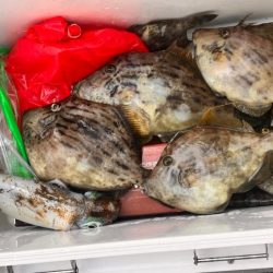 バラしてばかり、イカ、ハゲリレー