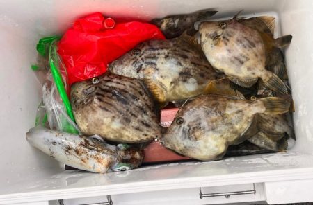 バラしてばかり、イカ、ハゲリレー