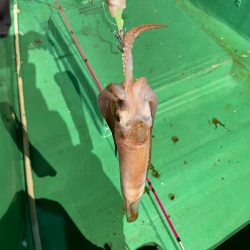 バチコンandイカメタル