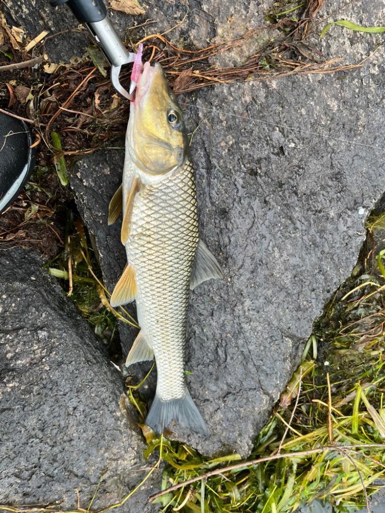 琵琶湖、今日も朝の散歩