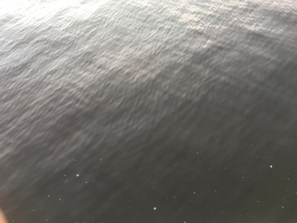 小アジが水バケツから‥