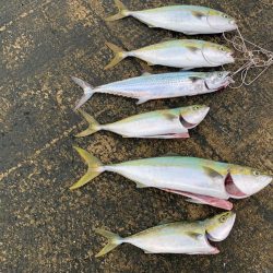 朝一青物高活性