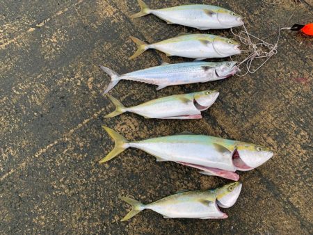 朝一青物高活性