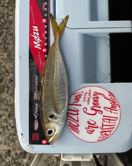 パターンを探す釣り