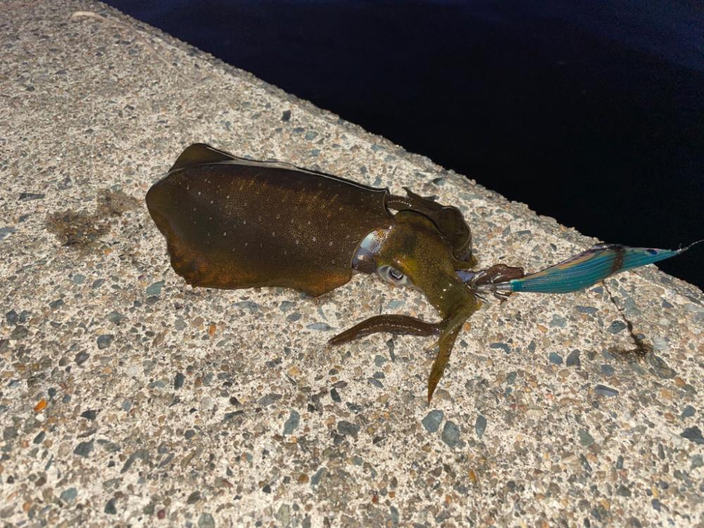 短時間エギング②