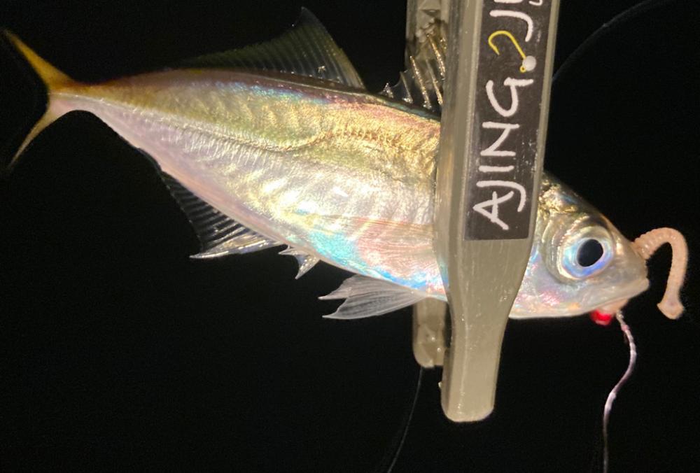 中アジはまだかいな〜!