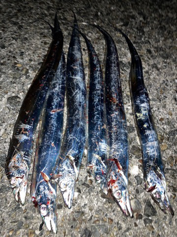 ようやくタチウオ襲来⁉&#x…