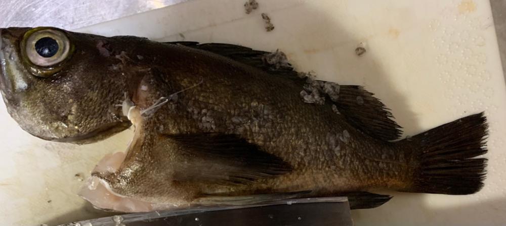 南港の奇妙なショアジギ