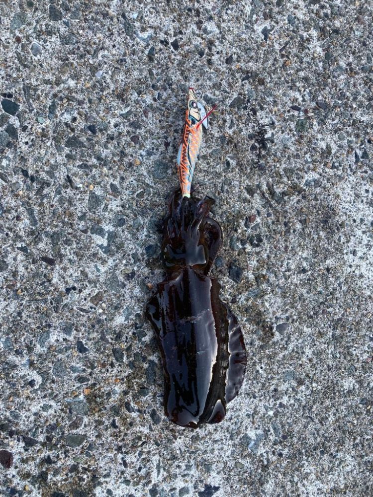 弾丸日本海ツアー