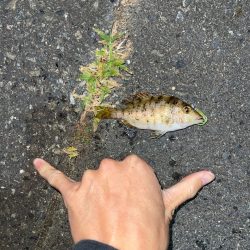 0.2gのジグヘッド