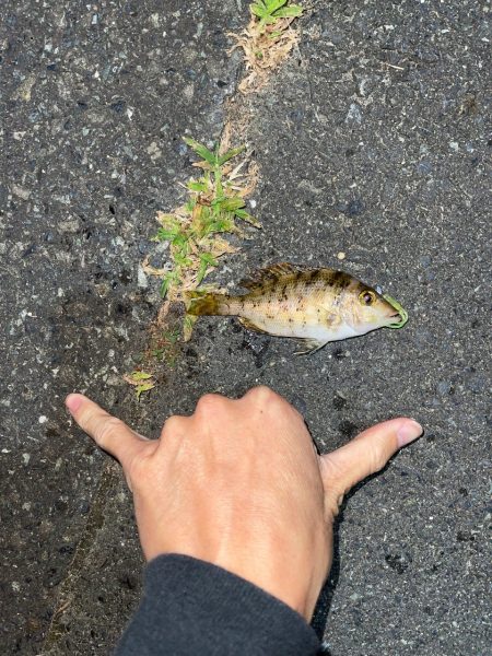 0.2gのジグヘッド