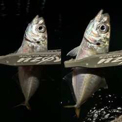 気難しいお豆ちゃん