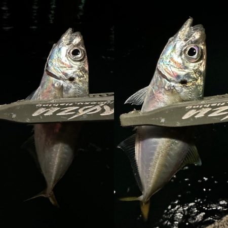 気難しいお豆ちゃん