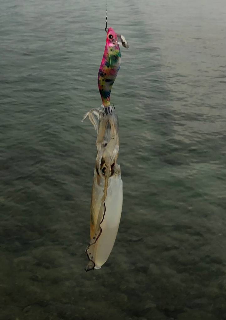 ラッキーキャッチ