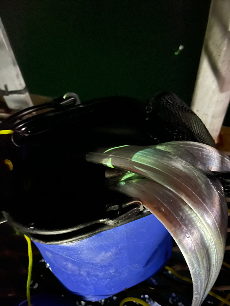 とっとパーク小島でタチウオ爆釣！！