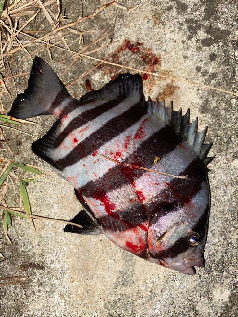 ヘチってきました