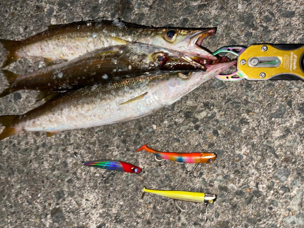 シーバスゲームからカマス釣り