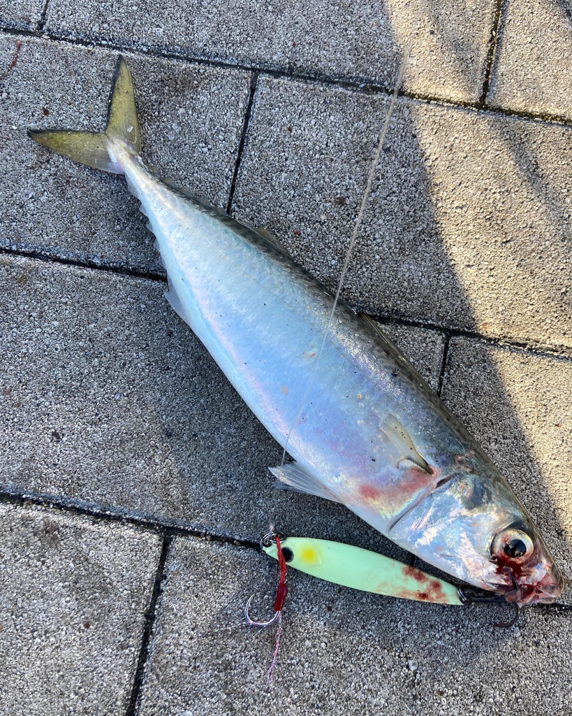 昨日はバラし。今朝はメジロ64cmリベンジ。。