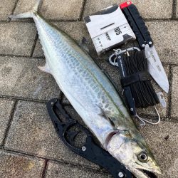 鰤族置き去りに。光速ジャーク青牙2本。。