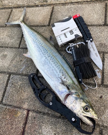 鰤族置き去りに。光速ジャーク青牙2本。。