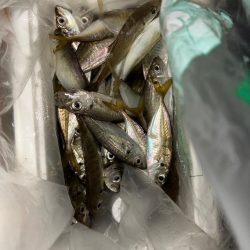 ホームで豆狩り