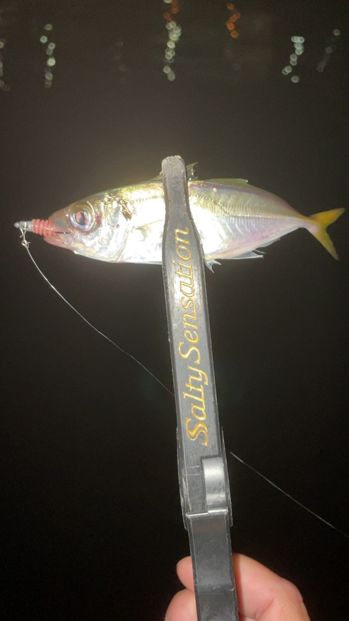 アジングナイト