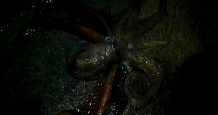 隠岐島嵐の後に餌木蔵ベイトフェザー！