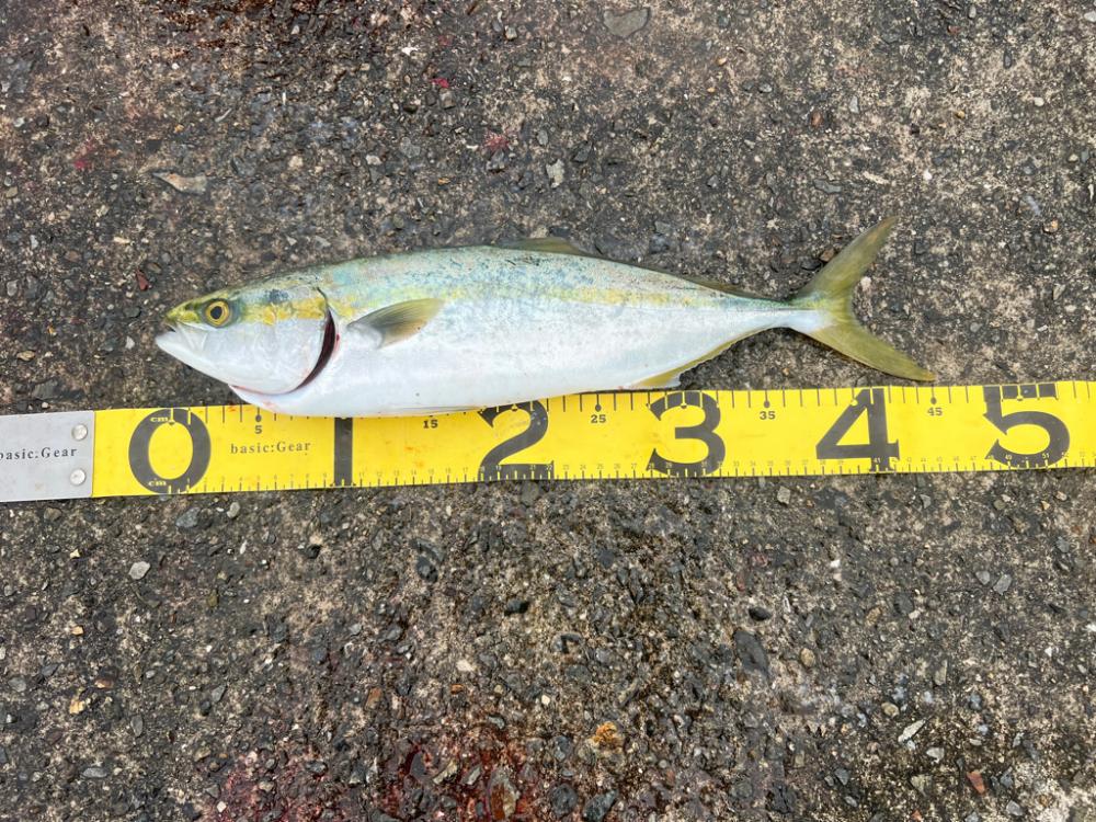 サワラ釣れました。