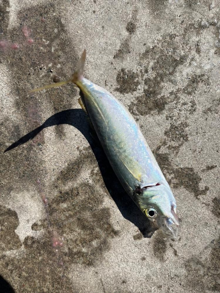 何目釣れるかチャレンジ