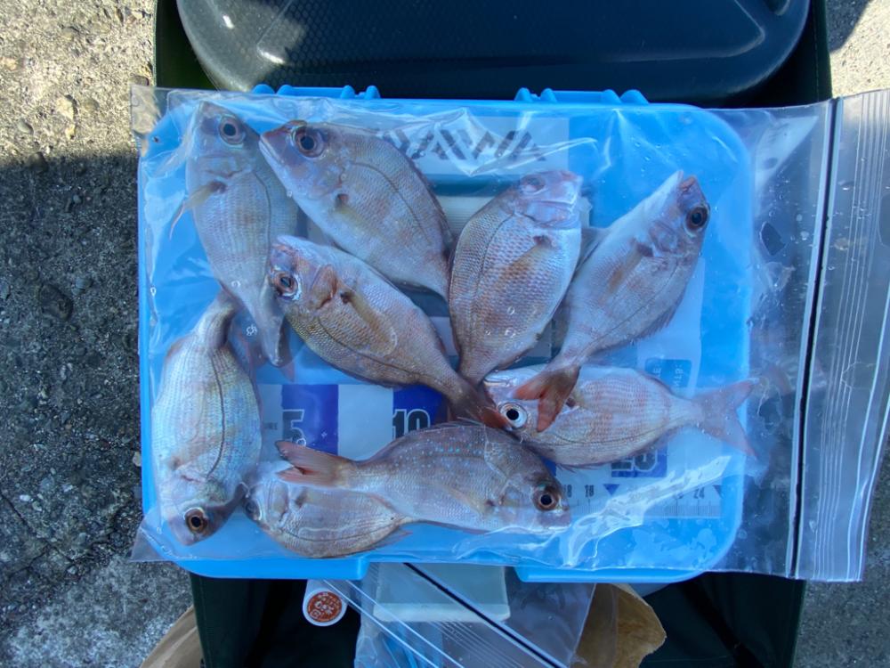 落ちギス、カレイ釣り