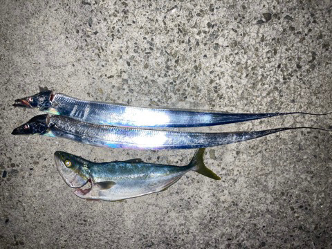 ハマチ後タチウオ