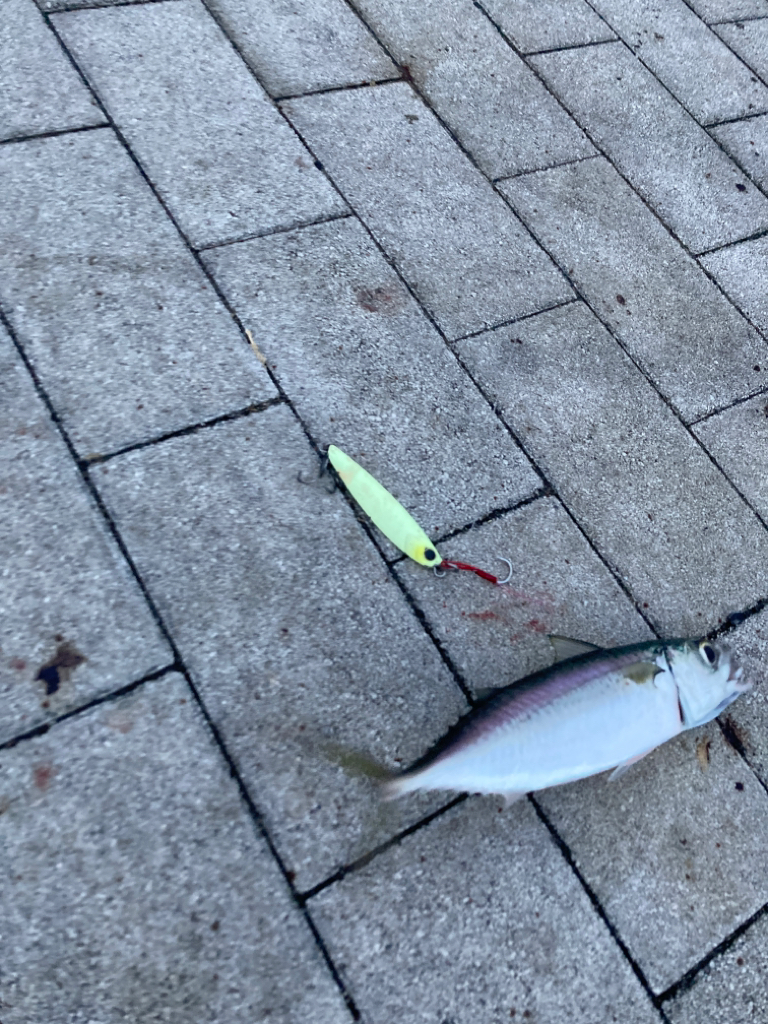 湾奥コスモ。ギリメジロ2本。。