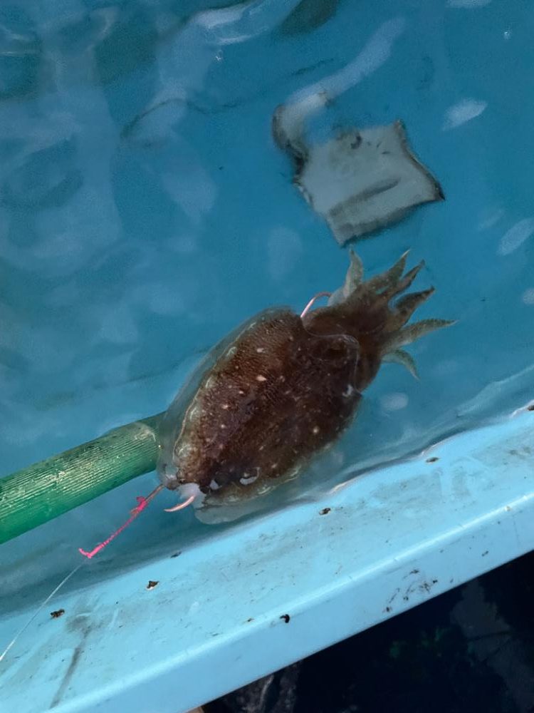 明石海峡　イカで青物ノマセ