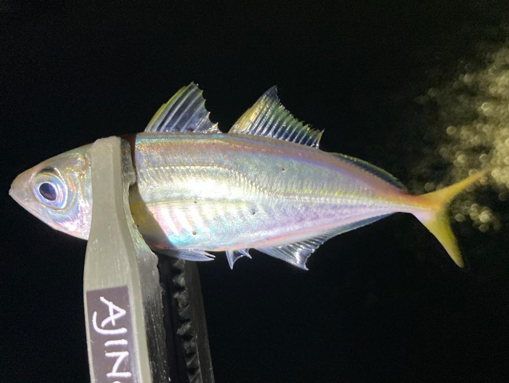 中アジ探しで、豆アジ釣り。