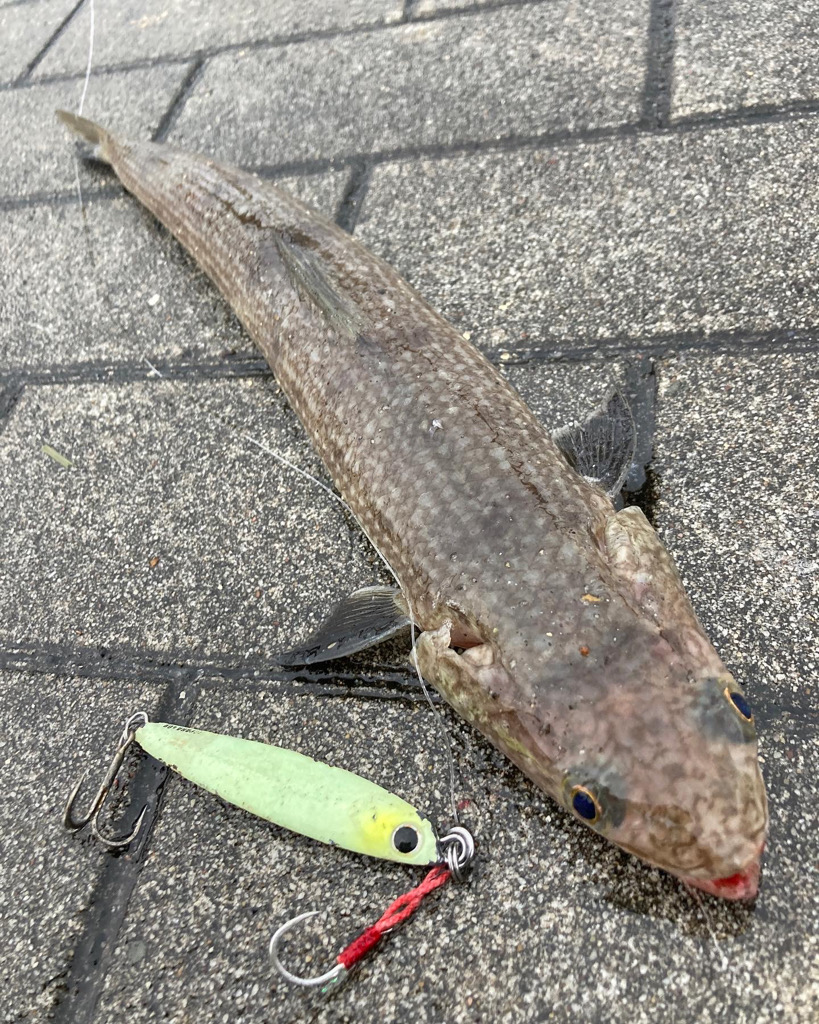 がら空き湾奥コスモ潮ユルユル。ギリメジロ２本。。