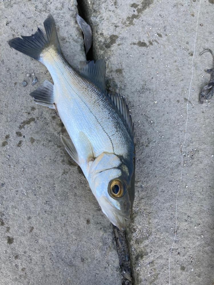 スーパーライトチニング