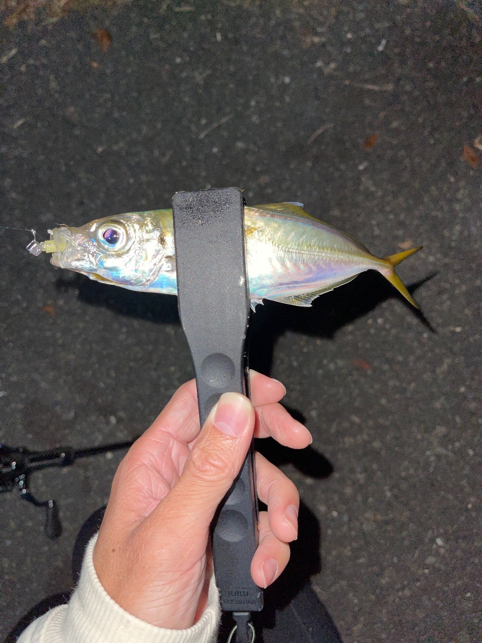 アジング？チニング？