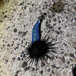 久しぶりにナイトエギング！