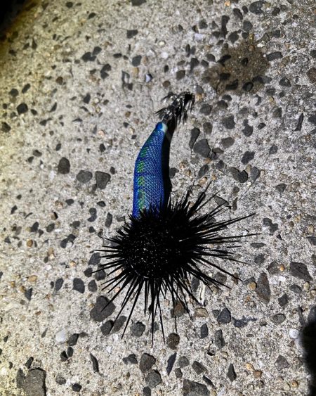 久しぶりにナイトエギング！