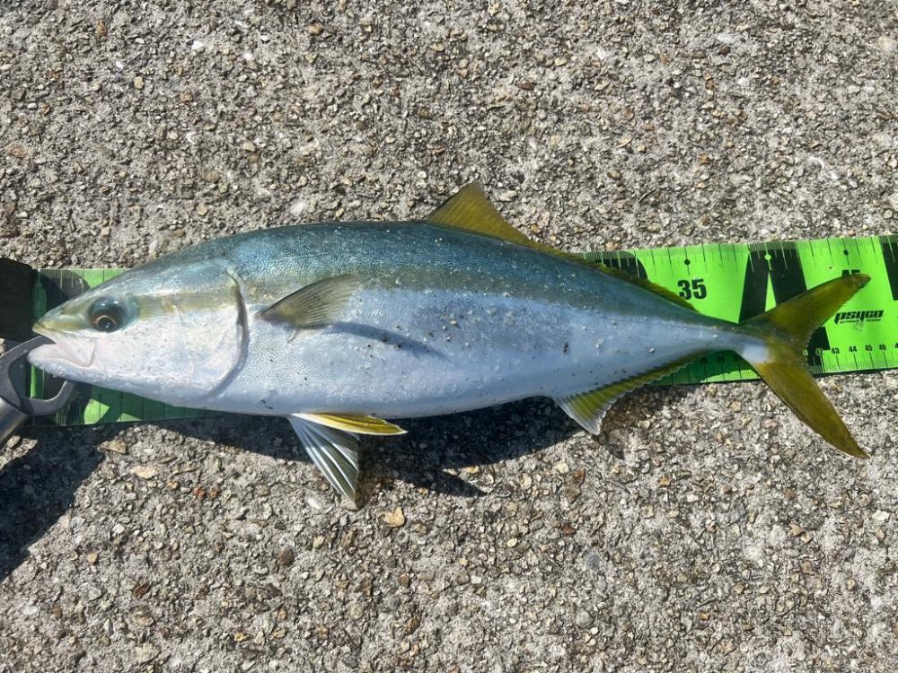 青物絶好調！！