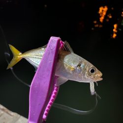 大阪湾奥アジング 初ベイトアジング