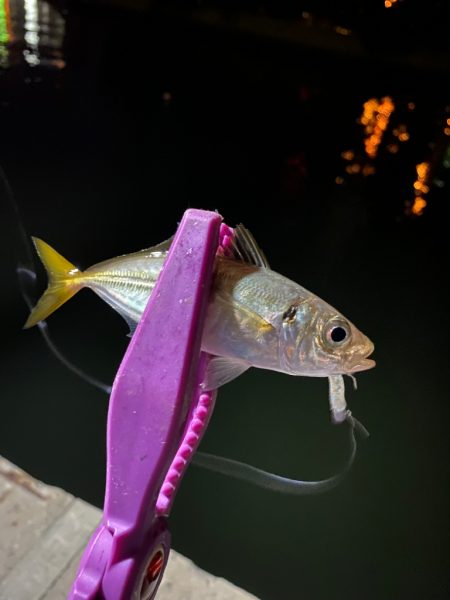 大阪湾奥アジング 初ベイトアジング