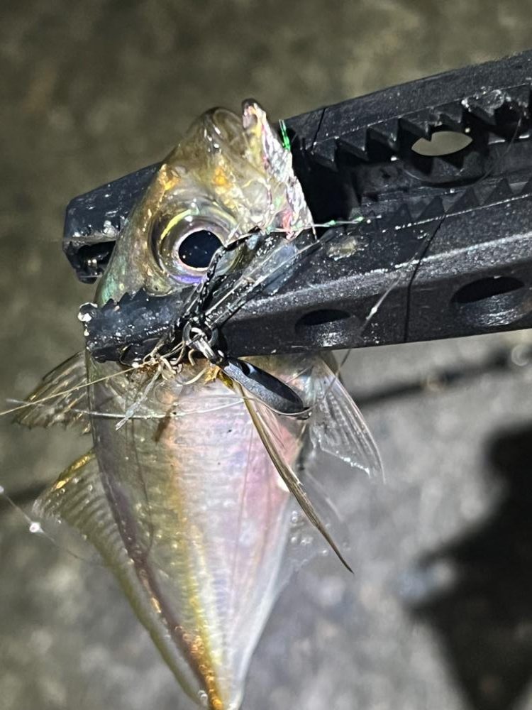 またまたアジング