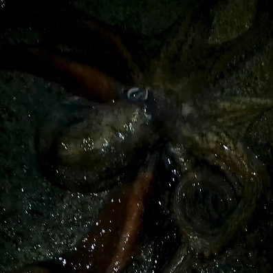 隠岐秋イカエギング！！